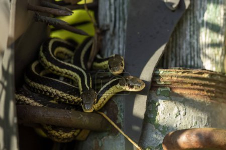 Foto de La serpiente liguero común (Thamnophis sirtalis) - Imagen libre de derechos