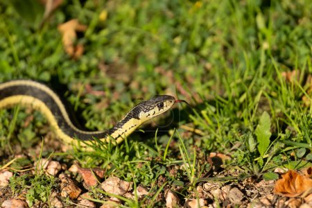 Foto de La serpiente liguero común (Thamnophis sirtalis) - Imagen libre de derechos