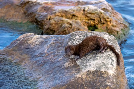 Photo for American mink (Neovison vison) on the hunt on the lake Michigan. - Royalty Free Image
