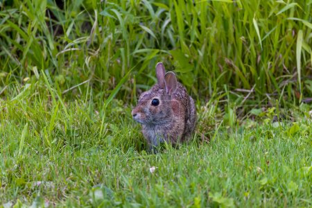 Photo for The eastern cottontail (Sylvilagus floridanus). Wild Rabbit on the meadow in Wisconsin - Royalty Free Image