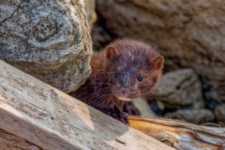 Photo for The American mink(Neovison vison)  in the rocks on the shores of Lake Michigan - Royalty Free Image