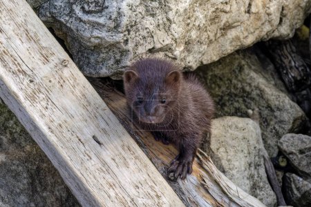 Photo for The American mink(Neovison vison)  in the rocks on the shores of Lake Michigan - Royalty Free Image