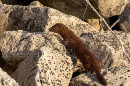 Photo for American mink (Neovison vison) on the hunt on the lake Michigan. - Royalty Free Image