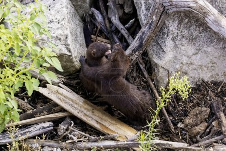 Photo for American mink (Neovison vison) young minks at play - Royalty Free Image