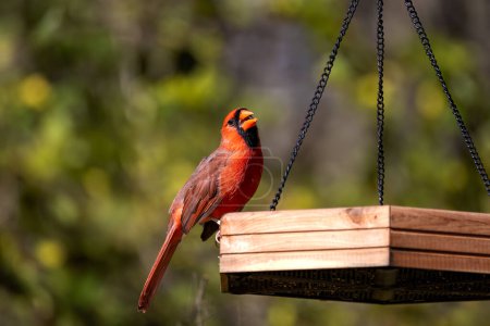 Photo for Beautiful Male Northern cardinal on the feeder - Royalty Free Image