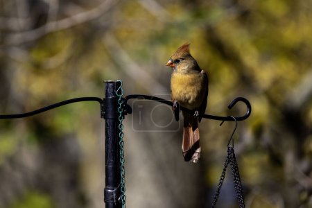 Photo for Beautiful Male Northern cardinal on the feeder - Royalty Free Image