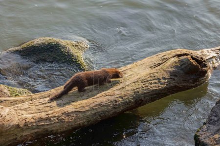 Téléchargez les photos : Vison d'Amérique (Neovison vison) en chasse sur le lac Michigan. - en image libre de droit