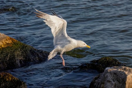 Photo for A herring  gull (larus argentatus smithsonianus) on the shores of Lake Michigan, - Royalty Free Image