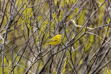Foto de The yellow warbler (Setophaga petechia). Varón Warbler amarillo encaramado en una rama - Imagen libre de derechos
