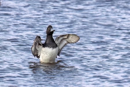 Téléchargez les photos : The greater scaup (Aythya marila) diving duck, migrating bird on Lake Michigan in winter - en image libre de droit