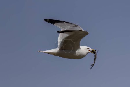 Photo for The American herring gull or Smithsonian gull (Larus smithsonianus or Larus argentatus smithsonianus) in flight with fish - Royalty Free Image