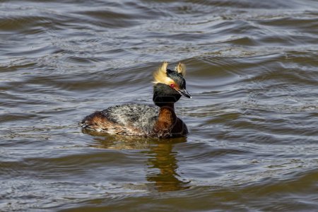 Photo for The horned grebe or Slavonian grebe (Podiceps auritus) Male on the lake Michigan during migration - Royalty Free Image