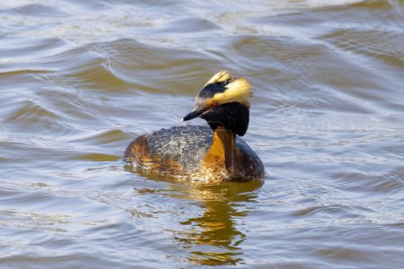 The horned grebe or Slavonian grebe (Podiceps auritus) Male on the lake Michigan during migration