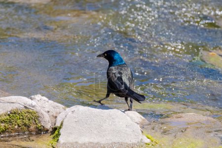 The common grackle (Quiscalus quiscula)  looking for food in shallow water 