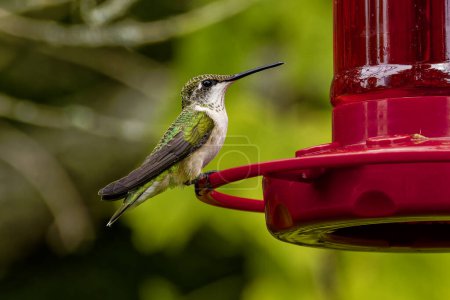 Ruby-throated hummingbird ( Archilochus colubris ) 
