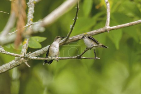 Ruby-throated hummingbird ( Archilochus colubris ) Female with young.