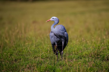 The blue crane (Grus paradisea)