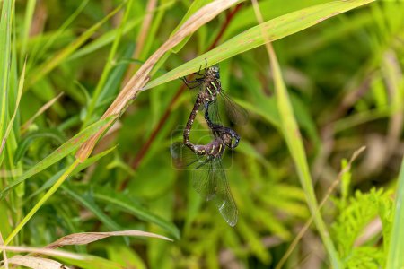 Dragonfly Swamp darner (Epiaschna héroes) durante el apareamiento, escena de la naturaleza desde el centro de Wisconsin
