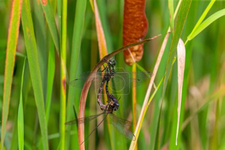 Dragonfly Swamp darner (Epiaschna héroes) durante el apareamiento, escena de la naturaleza desde el centro de Wisconsin
