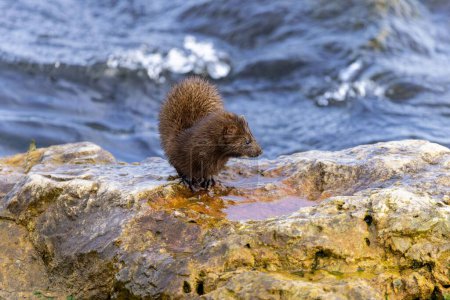 Photo for The American mink(Neovison vison)  on the shores of Lake Michigan - Royalty Free Image