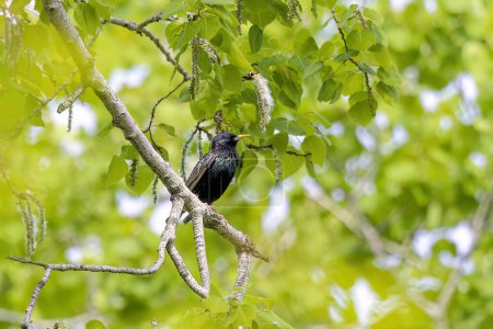 The common starling or European starling (Sturnus vulgaris) 
