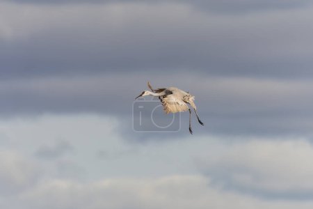 Sandhill crane (Antigone canadensis) in flight