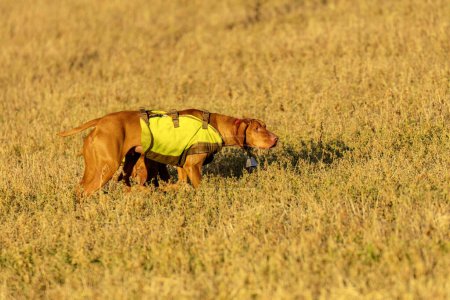 Training of hunting dogs on the meadow