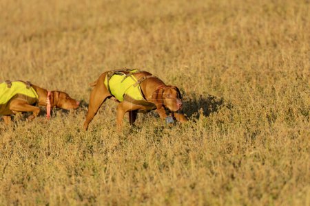 Entrenamiento de perros de caza en el prado
