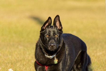 Der Schwarze Schäferhund - kommt aus einem rezessiven Gen und ist selten