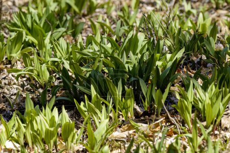 Photo for Wild Ramps - wild garlic ( Allium tricoccum), commonly known as ramp, ramps, spring onion,  wild leek, wood leek.  North American species of wild onion. in Canada, ramps are considered rare delicacies - Royalty Free Image