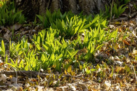 Wild Ramps - wild garlic ( Allium tricoccum), commonly known as ramp, ramps, spring onion,  wild leek, wood leek.  North American species of wild onion. in Canada, ramps are considered rare delicacies