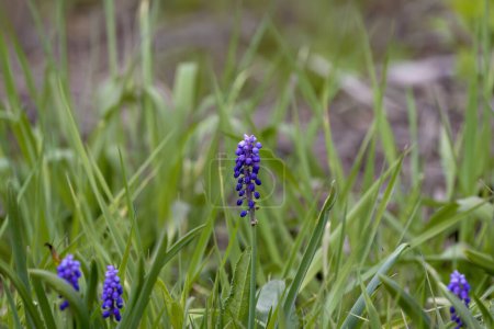 Muscari .The common name for the genus is grape hyacinth,  used as ornamental garden plants.