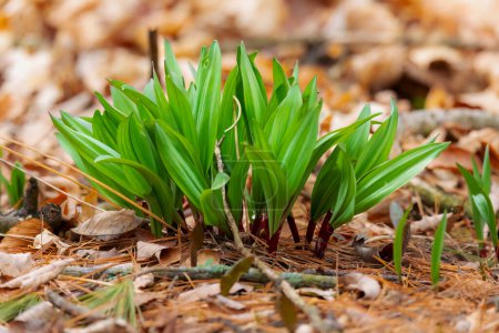 Photo for Wild Ramps - wild garlic ( Allium tricoccum), commonly known as ramp, ramps, spring onion,  wild leek, wood leek.  North American species of wild onion. in Canada, ramps are considered rare delicacies - Royalty Free Image