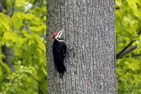 The pileated woodpecker.The bird native to North America.Currently the largest woodpecker in the United States after the critically endangered and possibly extinct ivory woodpecker.