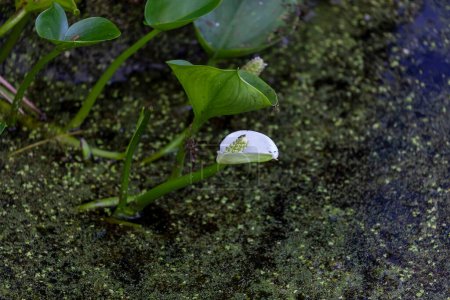 Photo for Marsh calla (Calla palustris), Common name Bog Arum, Swamp Lily, Water Arum, Water-dragon, Wild Calla, Wild Dragon - Royalty Free Image