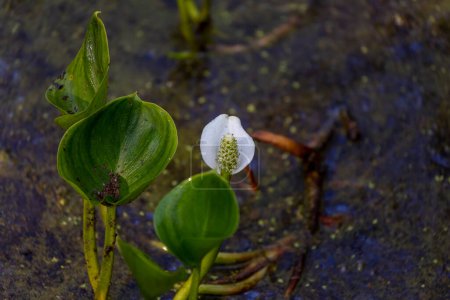 Marsh calla (Calla palustris), Common name Bog Arum, Swamp Lily, Water Arum, Water-dragon, Wild Calla, Wild Dragon