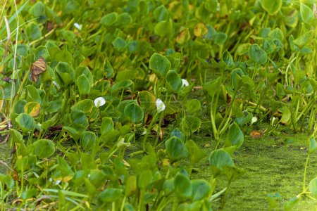 Sumpfkalla (Calla palustris), Gewöhnlicher Name Sumpflilie, Sumpflilie, Wasserlilie, Wasserdrache, Wilde Calla, Wilder Drache