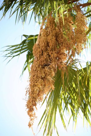  Acoelorrhaphe wrightii, bekannt als Paurotis-Palme, Everglades-Palme oder Madeira-Palme. Die Samen der weiblichen Pflanze