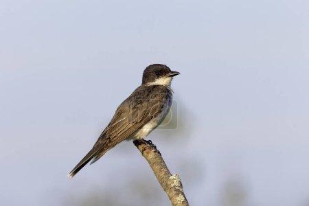 Eastern kingbird (Tyrannus tyrannus) sitting on a branch of a bush