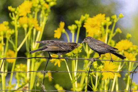 Female red-winged blackbird (Agelaius phoeniceus) with young