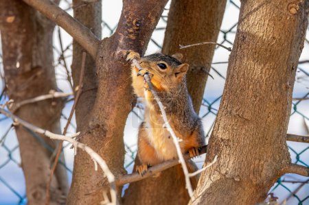 The fox squirrel (Sciurus ni..r), also known as the eastern fox squirrel or Bryant's fox squirrel .