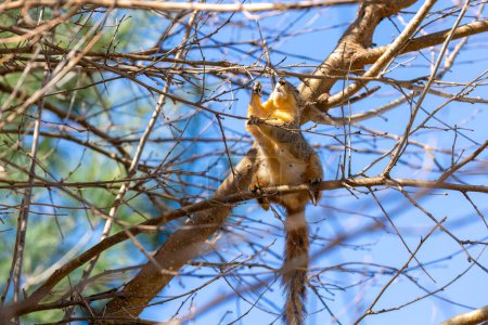 Das Fuchshörnchen (Sciurus ni.. r), auch bekannt als das östliche Fuchshörnchen oder Bryants Fuchshörnchen .