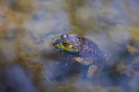 The American bullfrog (Lithobates catesbeianus), often simply known as the bullfrog in Canada and the United States, is a large true frog native to eastern North America.