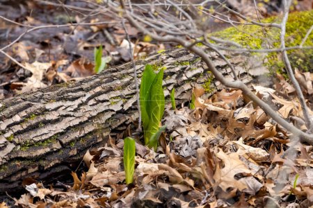 Skunk cabbage (Symplocarpus foetidus)is one of the first native  plants to grow and bloom in early spring