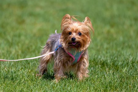 The Yorkshire Terrier.British breed  also known as a Yorkie
