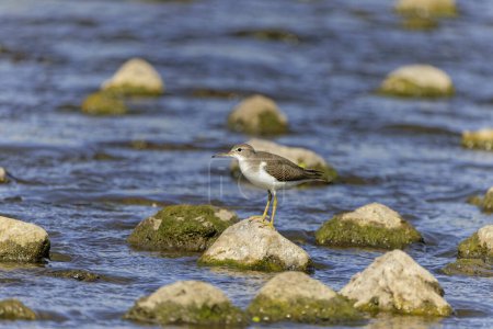 Spotted Sandpiper (Actitis macularius) on the river