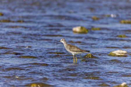 The lesser yellowlegs (Tringa flavipes) on the river.