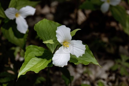 Photo for North American flower White Trillium flower (Trillium grandiflorum), also know as wake - robin, symbol of Ontario, Canada  and  state wild flower of Ohio - Royalty Free Image