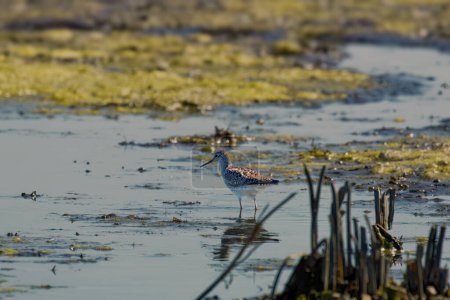 The lesser yellowlegs (Tringa flavipes) on the river.