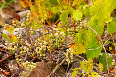 Wild grape. The  riverbank grape or frost grape (Vitis riparia) is a vine indigenous to North America.